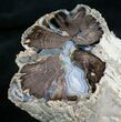 Large Blue Forest Petrified Wood Limb Section #7993-1